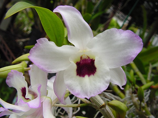 按此在新視窗瀏覽圖片