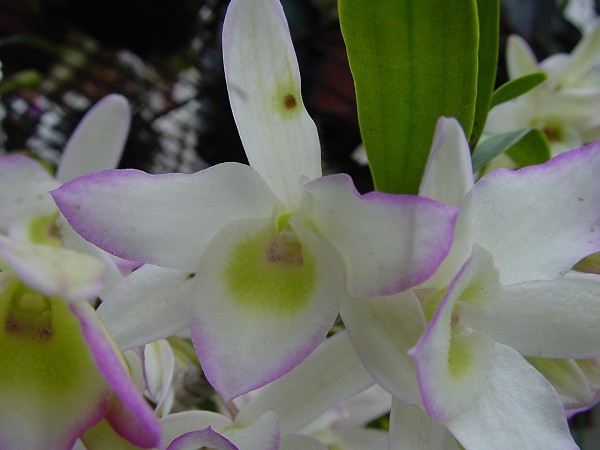 按此在新視窗瀏覽圖片