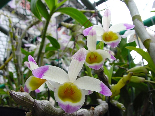 按此在新視窗瀏覽圖片