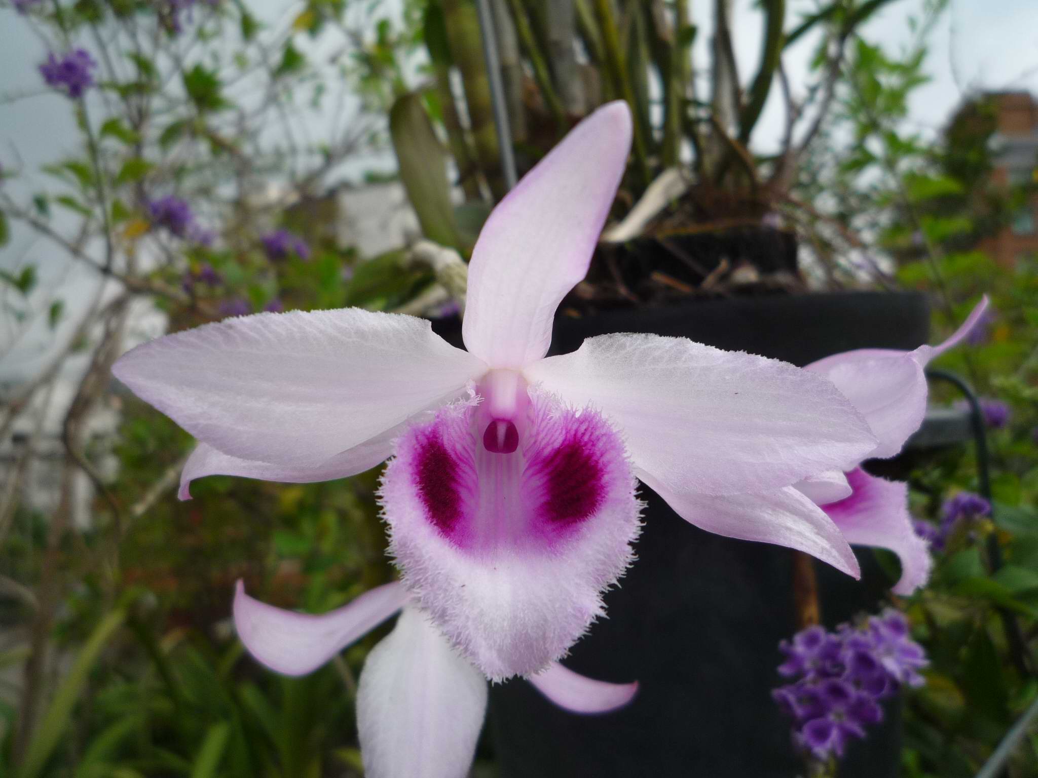 «ö¦¹¦b·sµøµ¡ÂsÄý¹Ï¤ù