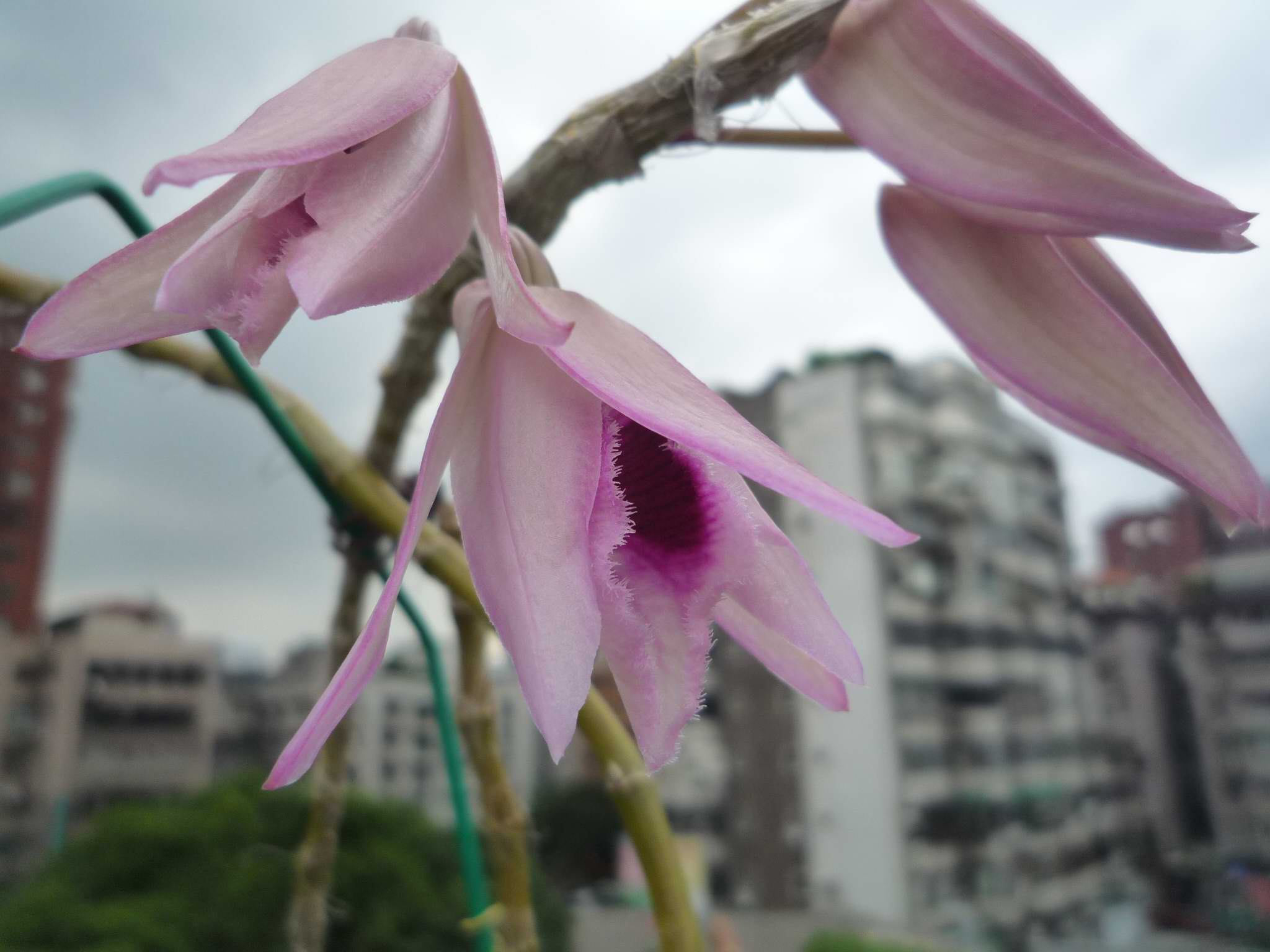 «ö¦¹¦b·sµøµ¡ÂsÄý¹Ï¤ù