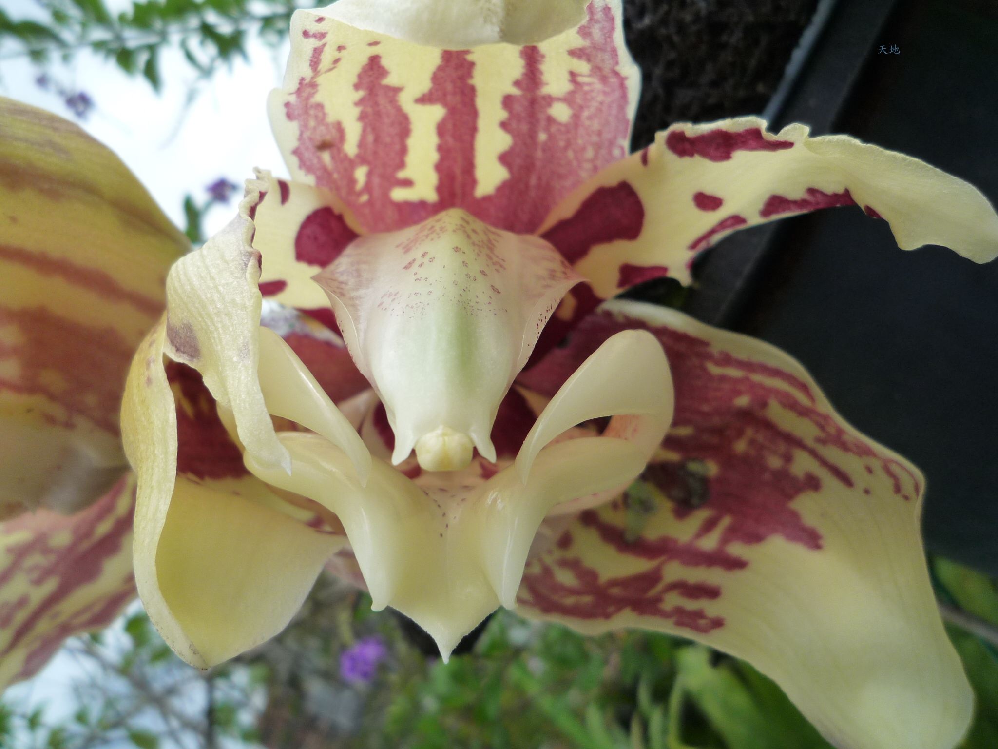 «ö¦¹¦b·sµøµ¡ÂsÄý¹Ï¤ù