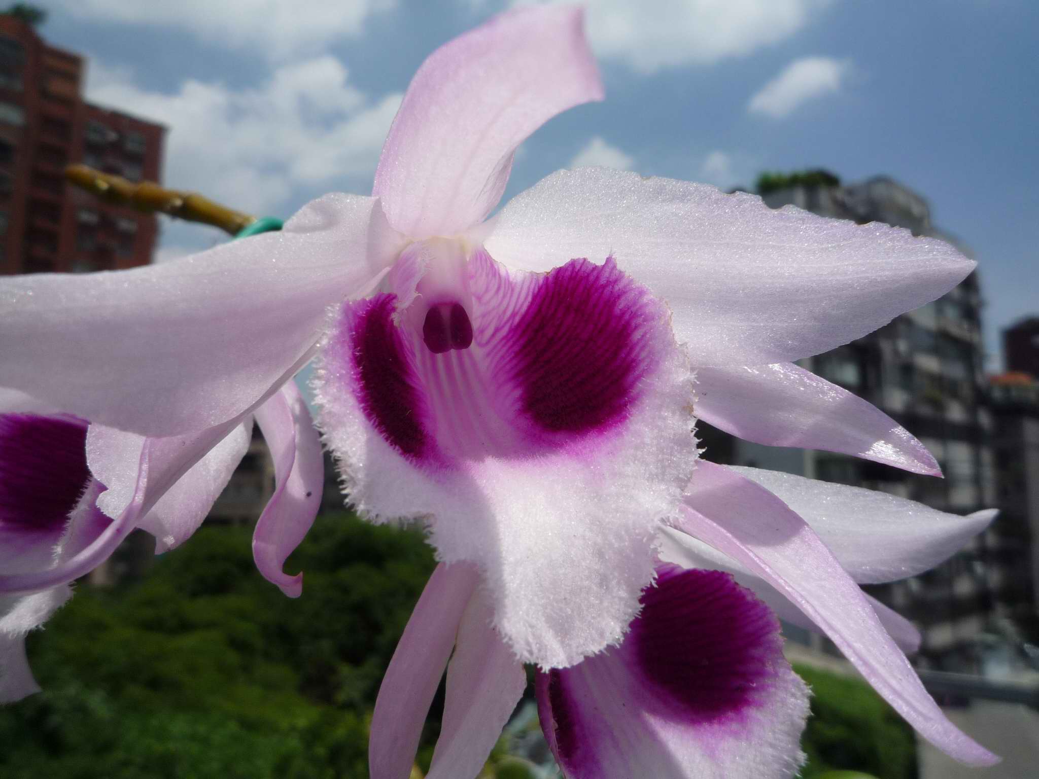 «ö¦¹¦b·sµøµ¡ÂsÄý¹Ï¤ù