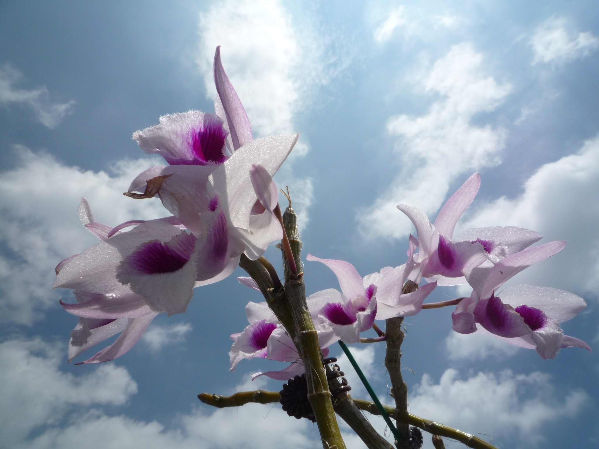 «ö¦¹¦b·sµøµ¡ÂsÄý¹Ï¤ù