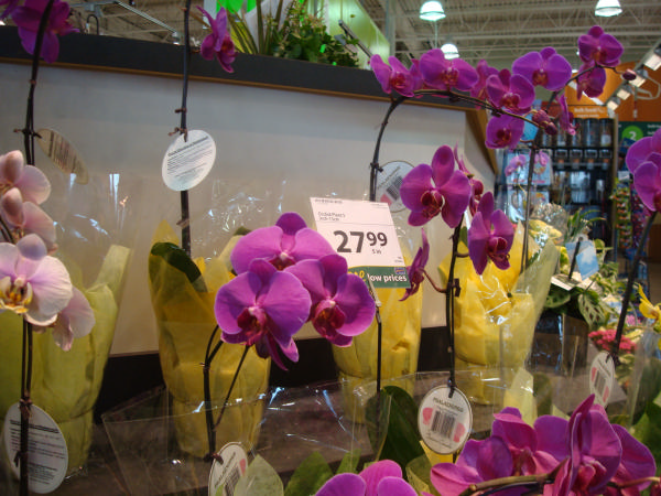 «ö¦¹¦b·sµøµ¡ÂsÄý¹Ï¤ù