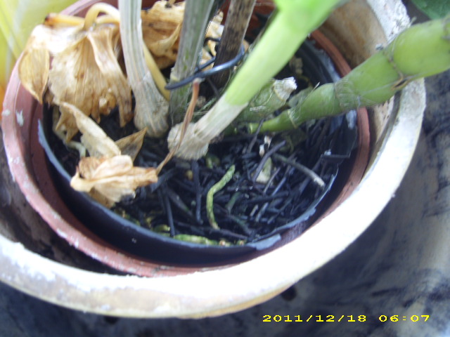 «ö¦¹¦b·sµøµ¡ÂsÄý¹Ï¤ù