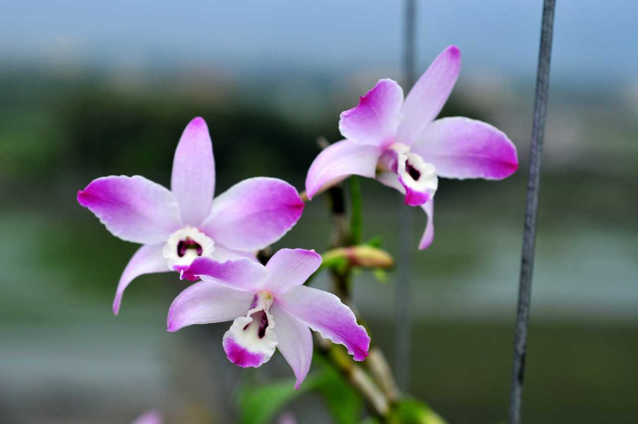 «ö¦¹¦b·sµøµ¡ÂsÄý¹Ï¤ù