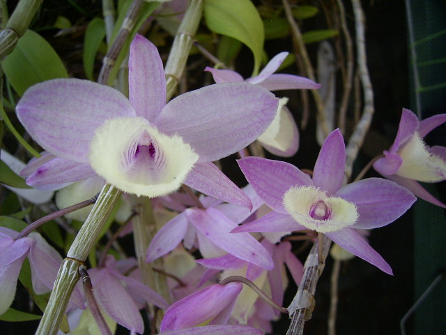 按此在新視窗瀏覽圖片