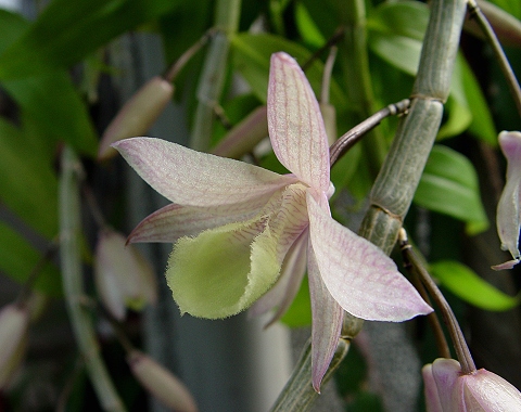 按此在新視窗瀏覽圖片