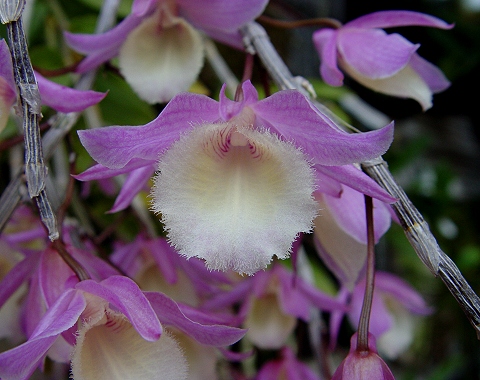 按此在新視窗瀏覽圖片