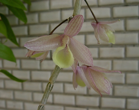 按此在新視窗瀏覽圖片