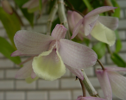 按此在新視窗瀏覽圖片