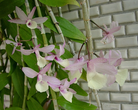 按此在新視窗瀏覽圖片