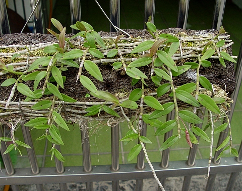 按此在新視窗瀏覽圖片