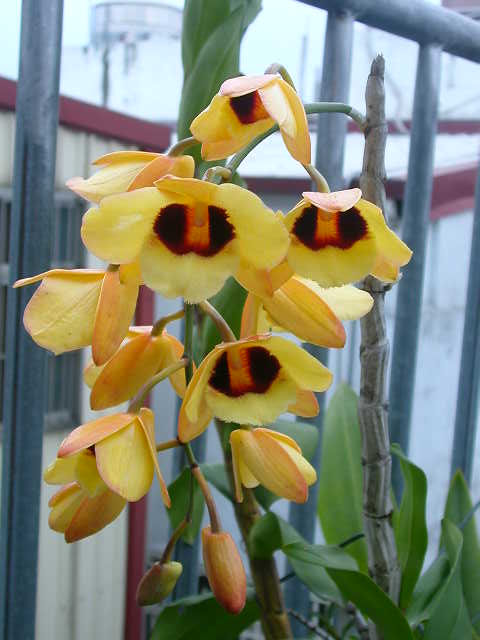 按此在新視窗瀏覽圖片