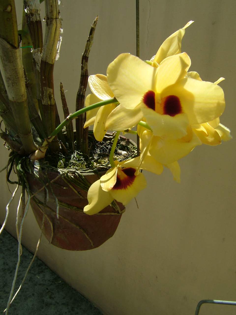 按此在新視窗瀏覽圖片