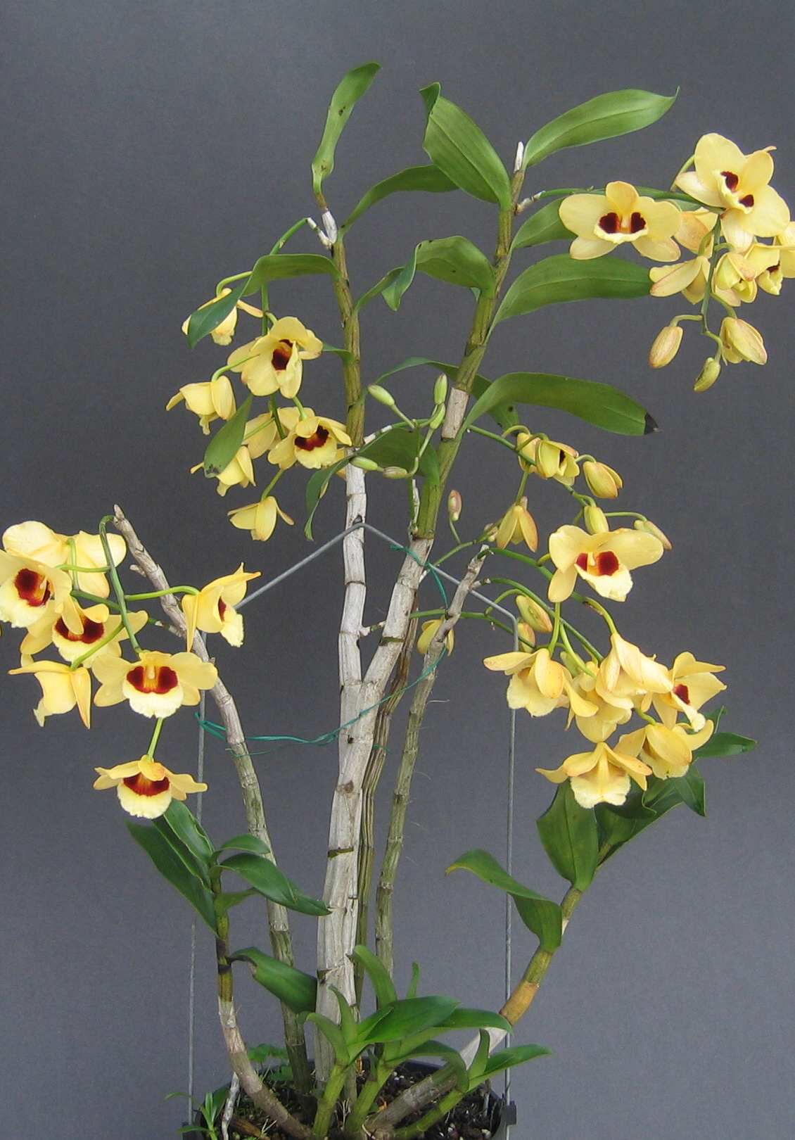 按此在新視窗瀏覽圖片