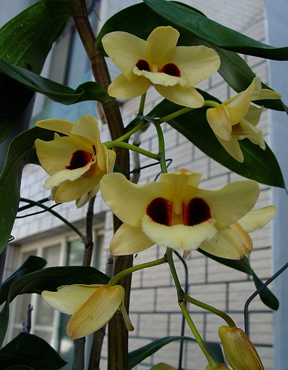 按此在新視窗瀏覽圖片