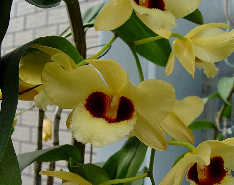 按此在新視窗瀏覽圖片