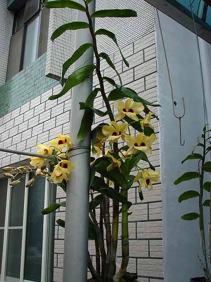 按此在新視窗瀏覽圖片