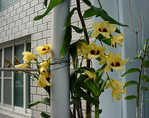 按此在新視窗瀏覽圖片