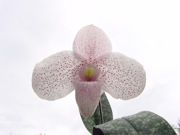 按此在新視窗瀏覽圖片