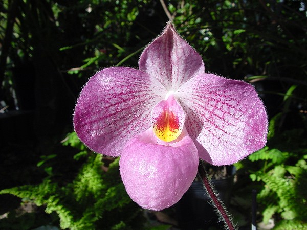 按此在新視窗瀏覽圖片