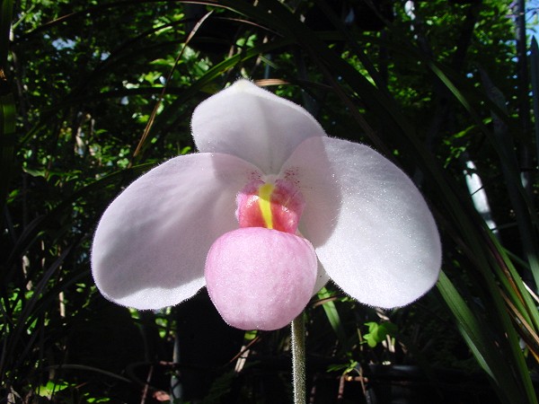 按此在新視窗瀏覽圖片