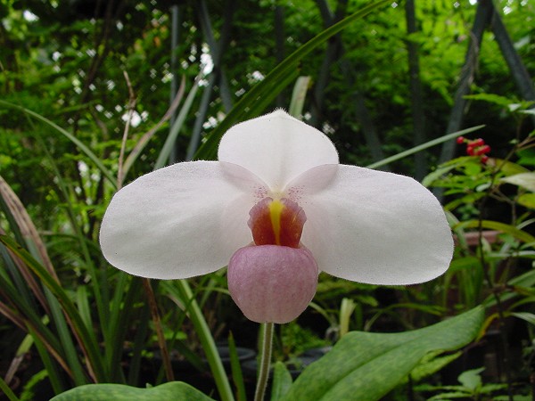 按此在新視窗瀏覽圖片