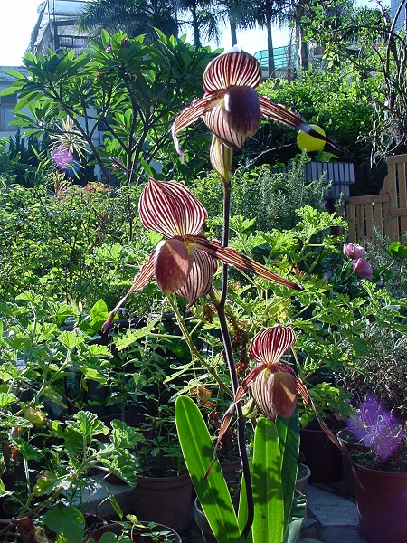 按此在新視窗瀏覽圖片