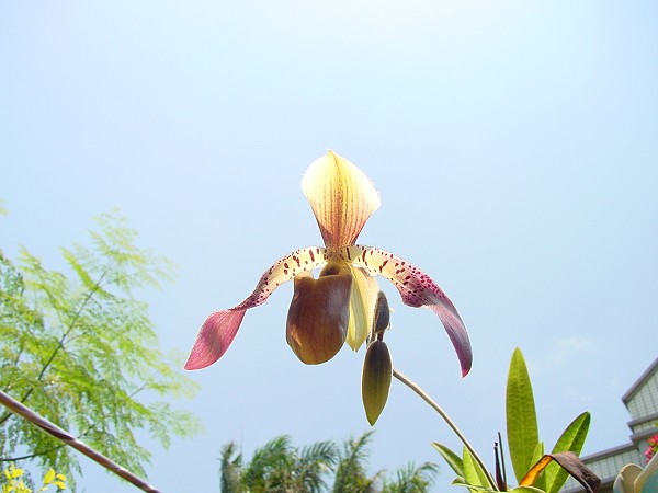 按此在新視窗瀏覽圖片