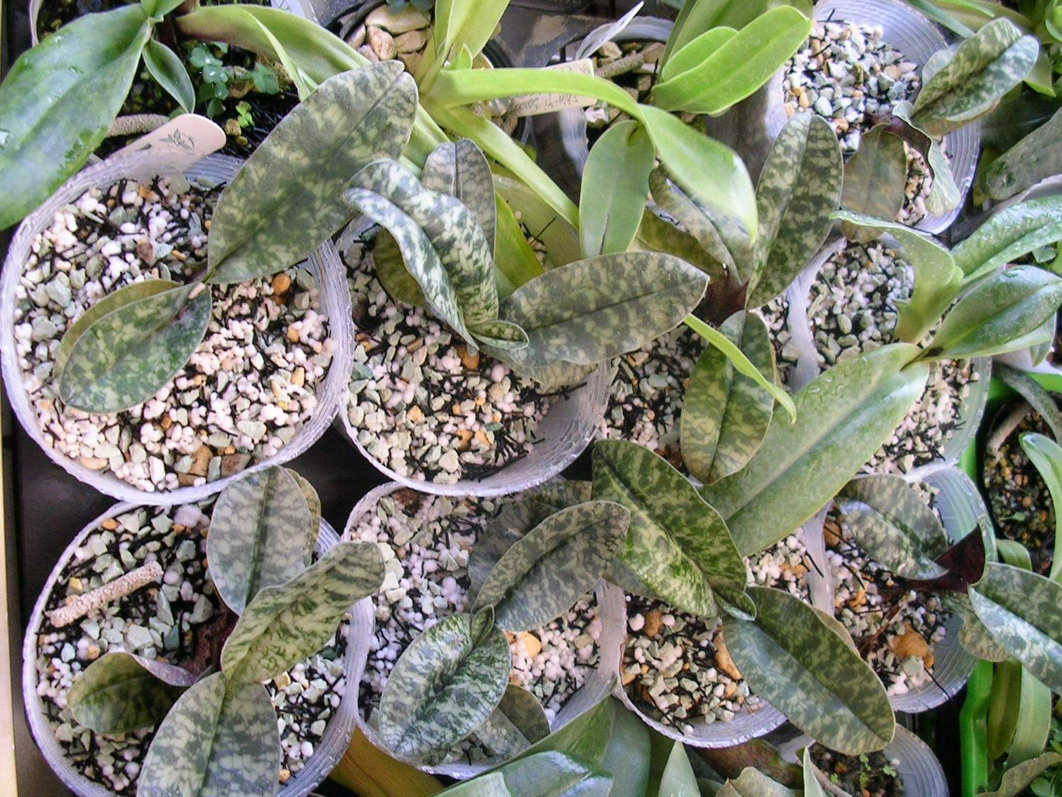 «ö¦¹¦b·sµøµ¡ÂsÄý¹Ï¤ù