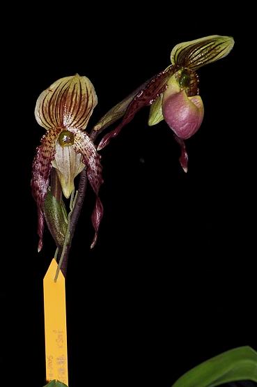 «ö¦¹¦b·sµøµ¡ÂsÄý¹Ï¤ù