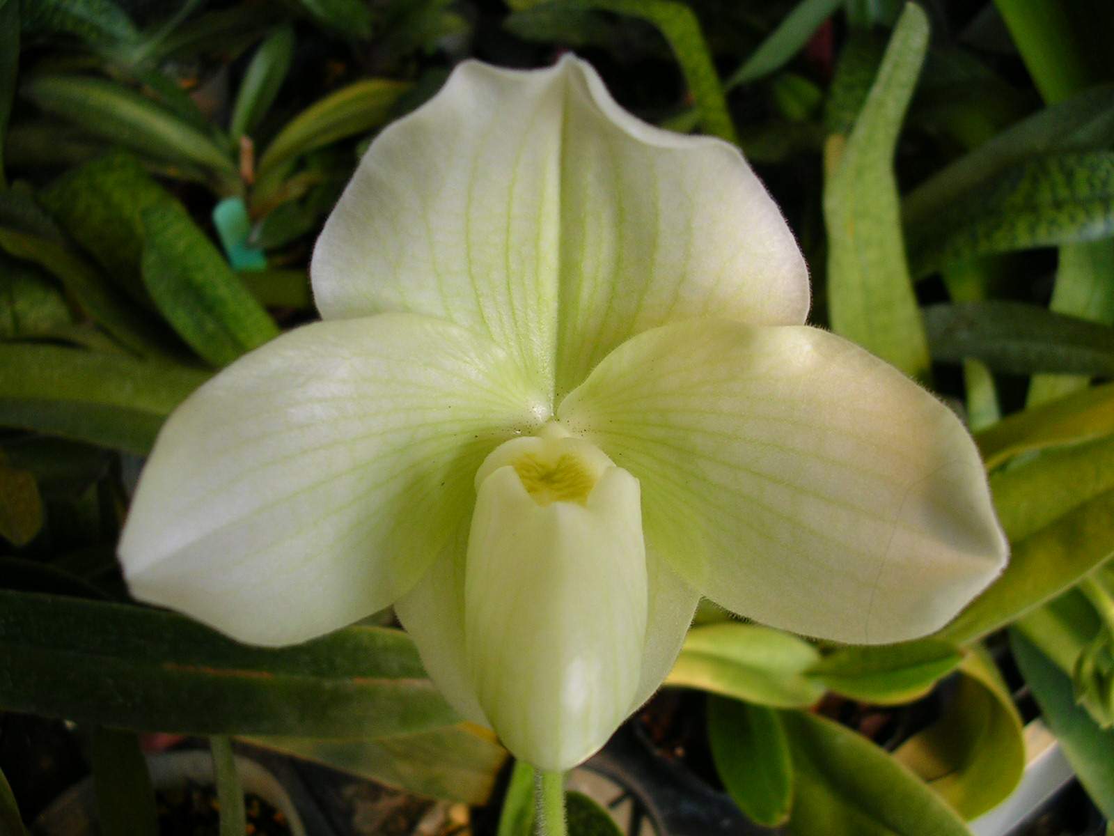 «ö¦¹¦b·sµøµ¡ÂsÄý¹Ï¤ù