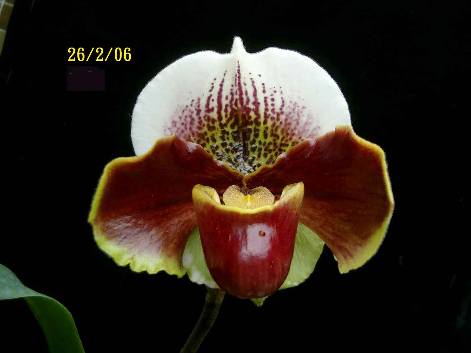 按此在新視窗瀏覽圖片