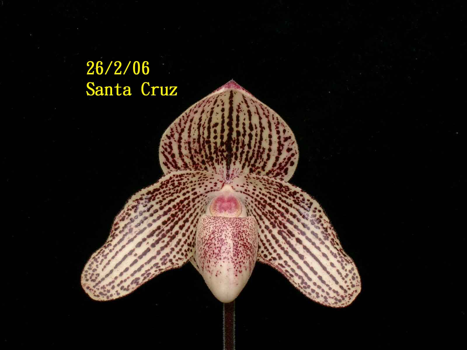 «ö¦¹¦b·sµøµ¡ÂsÄý¹Ï¤ù