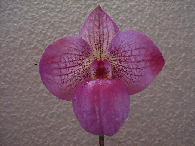 «ö¦¹¦b·sµøµ¡ÂsÄý¹Ï¤ù