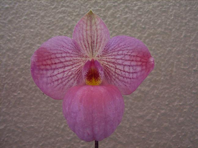 «ö¦¹¦b·sµøµ¡ÂsÄý¹Ï¤ù