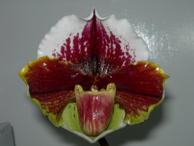 «ö¦¹¦b·sµøµ¡ÂsÄý¹Ï¤ù