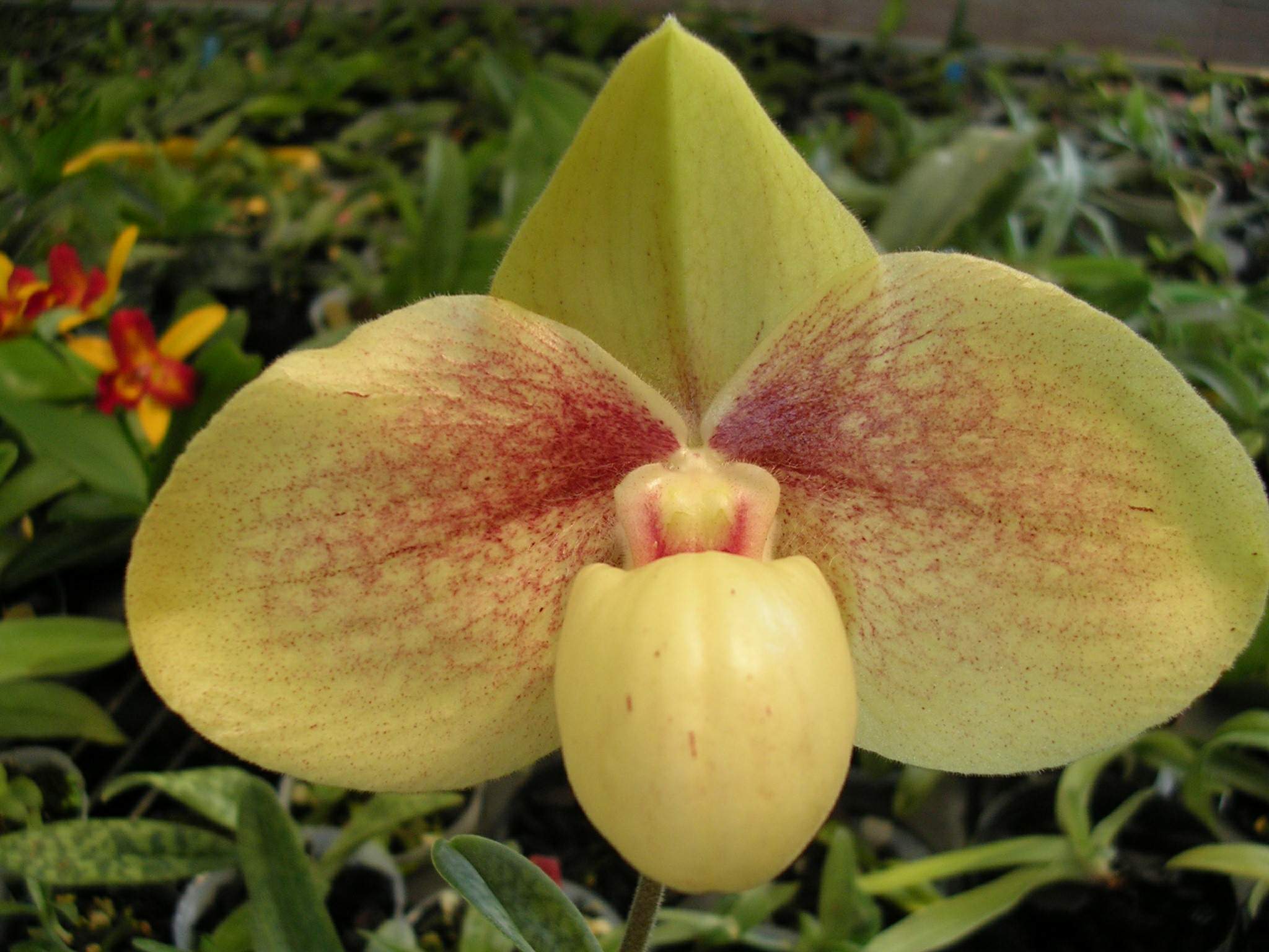 按此在新視窗瀏覽圖片