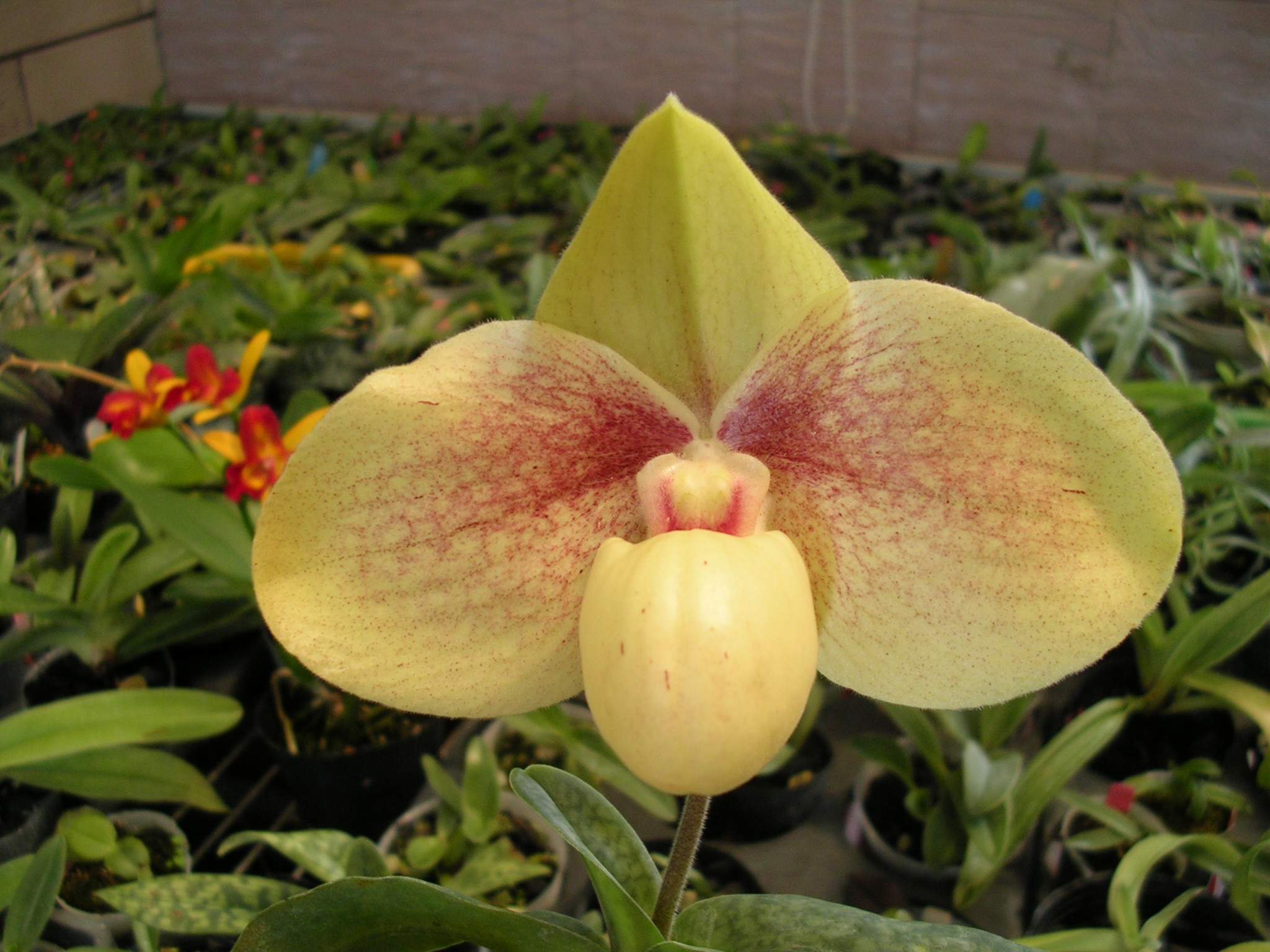 按此在新視窗瀏覽圖片