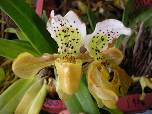 «ö¦¹¦b·sµøµ¡ÂsÄý¹Ï¤ù