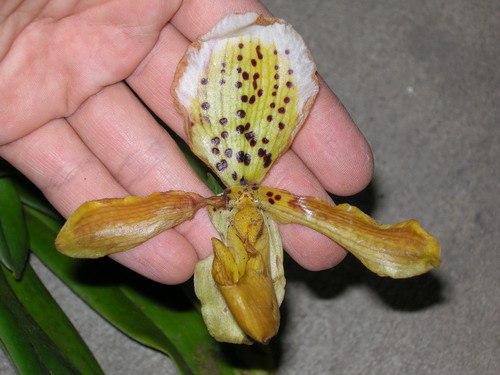 «ö¦¹¦b·sµøµ¡ÂsÄý¹Ï¤ù