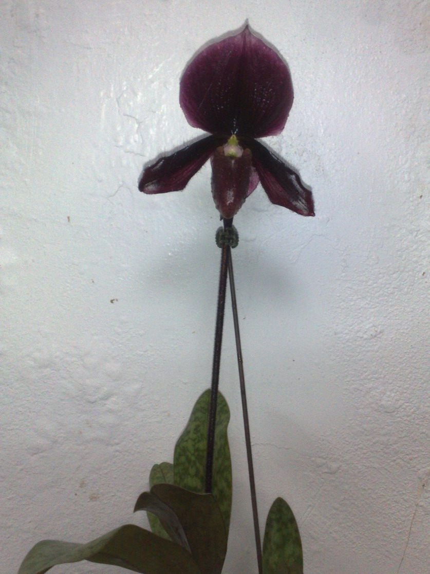 «ö¦¹¦b·sµøµ¡ÂsÄý¹Ï¤ù