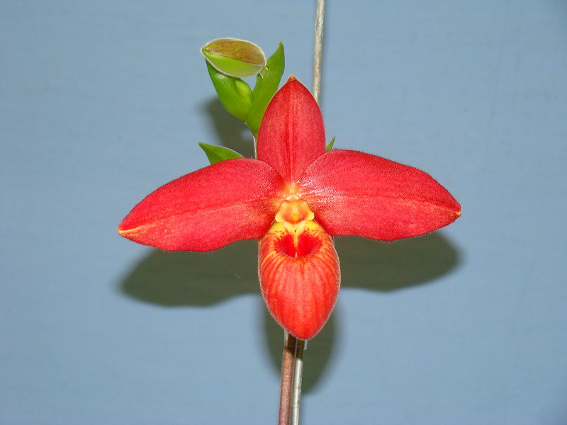 «ö¦¹¦b·sµøµ¡ÂsÄý¹Ï¤ù