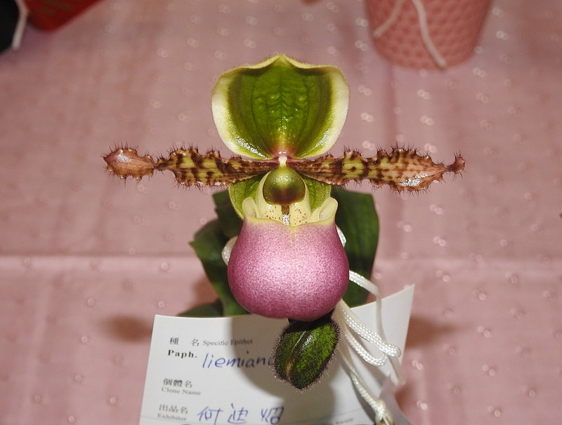 按此在新視窗瀏覽圖片