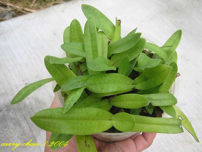 «ö¦¹¦b·sµøµ¡ÂsÄý¹Ï¤ù