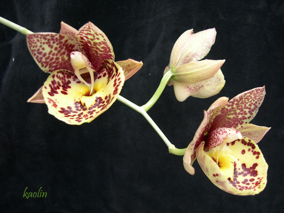 «ö¦¹¦b·sµøµ¡ÂsÄý¹Ï¤ù