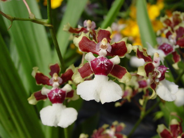 按此在新視窗瀏覽圖片