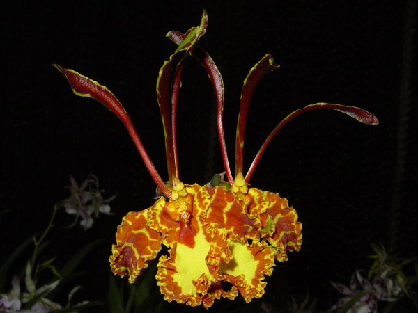 按此在新視窗瀏覽圖片